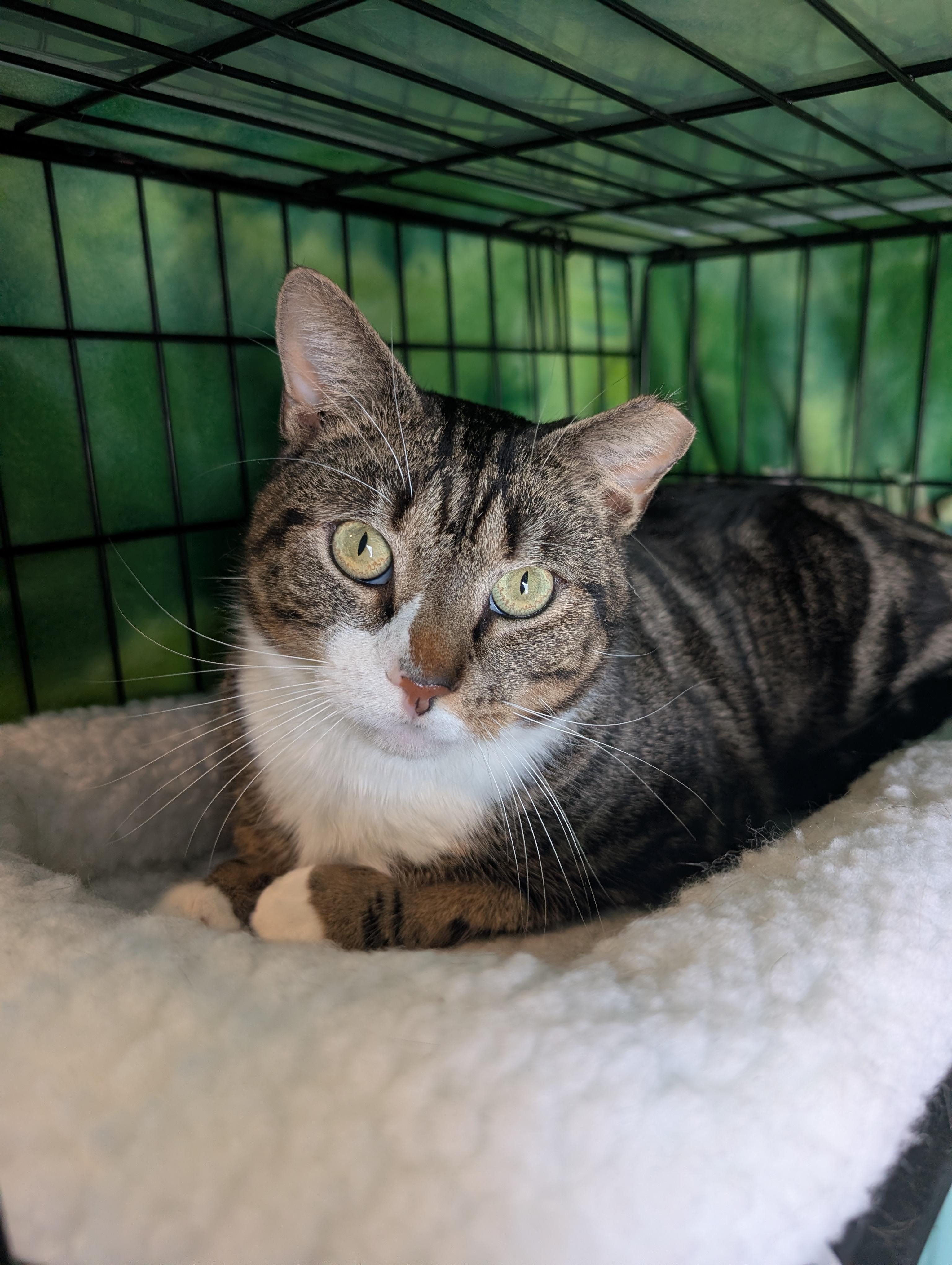 Enlarge Crowley, a ADOPTABLE Domestic Short Hair in Troy, NY image 1/6