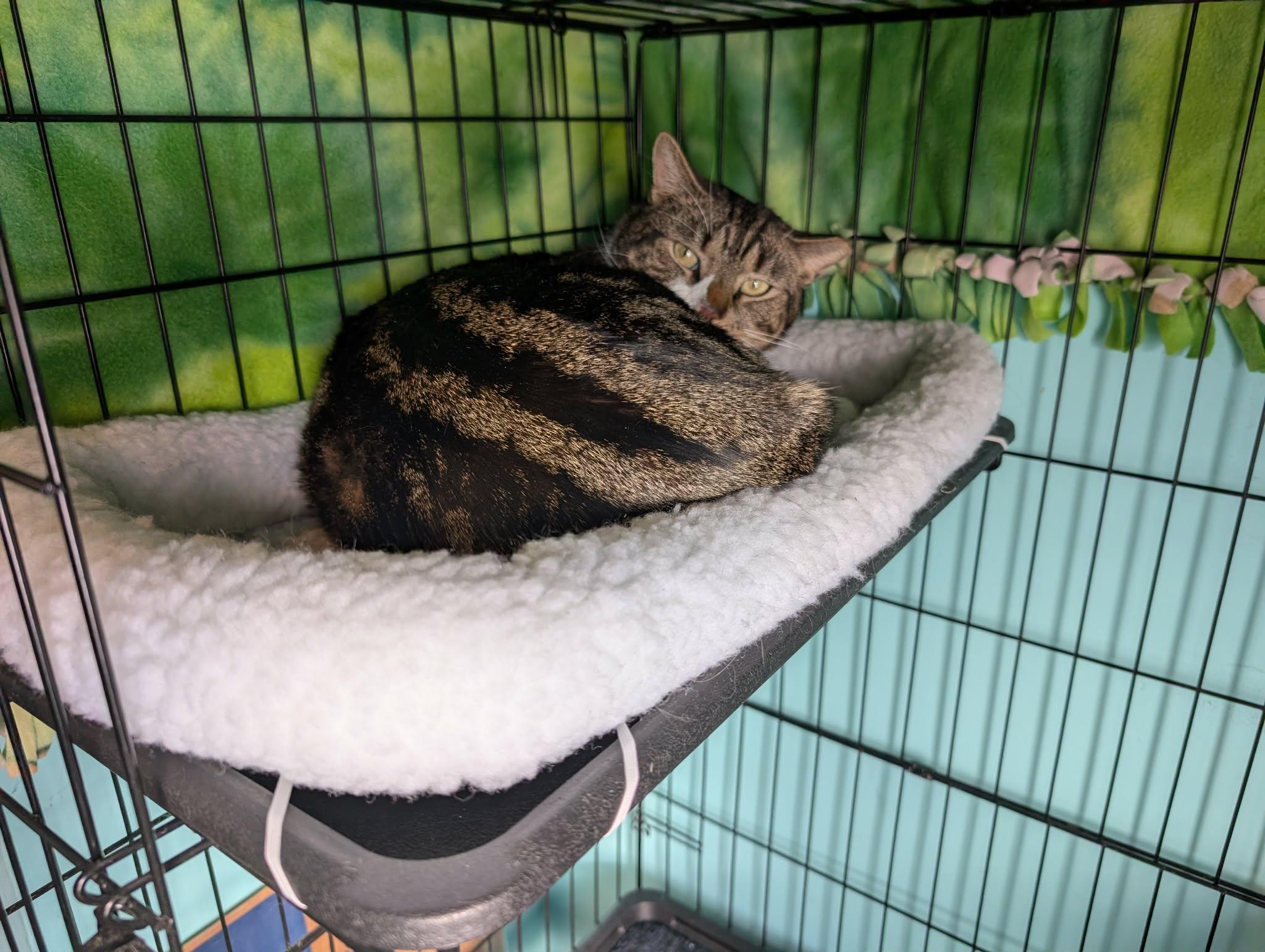 Enlarge Crowley, a ADOPTABLE Domestic Short Hair in Troy, NY image 3/6