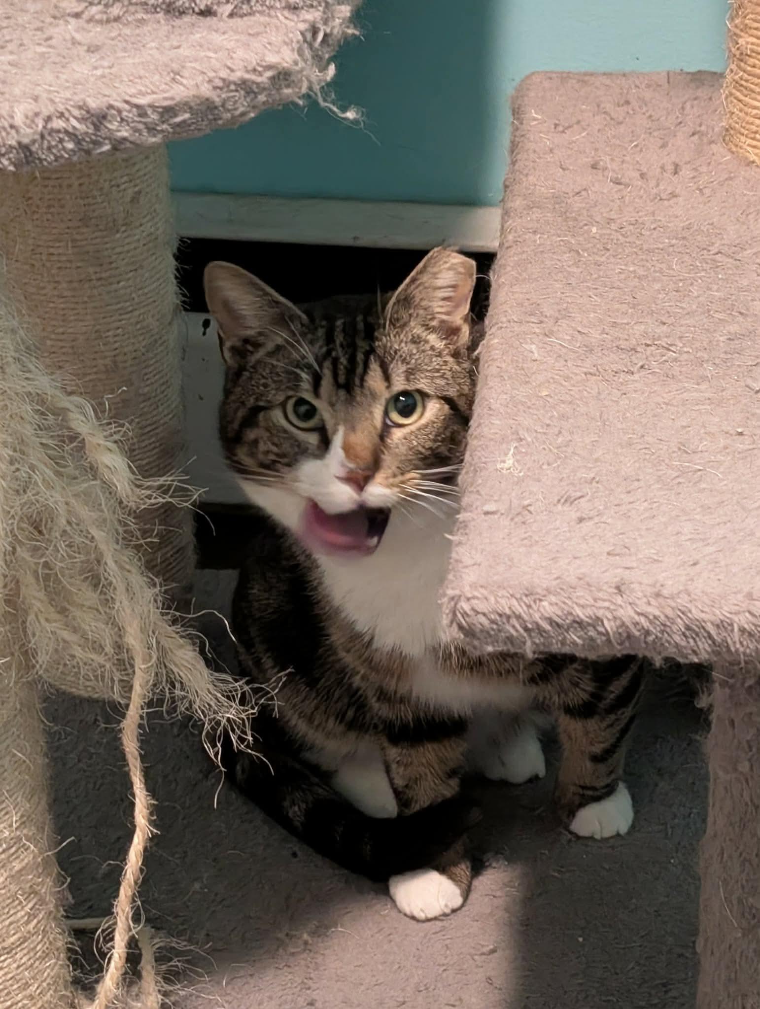 Enlarge Crowley, a ADOPTABLE Domestic Short Hair in Troy, NY image 6/6