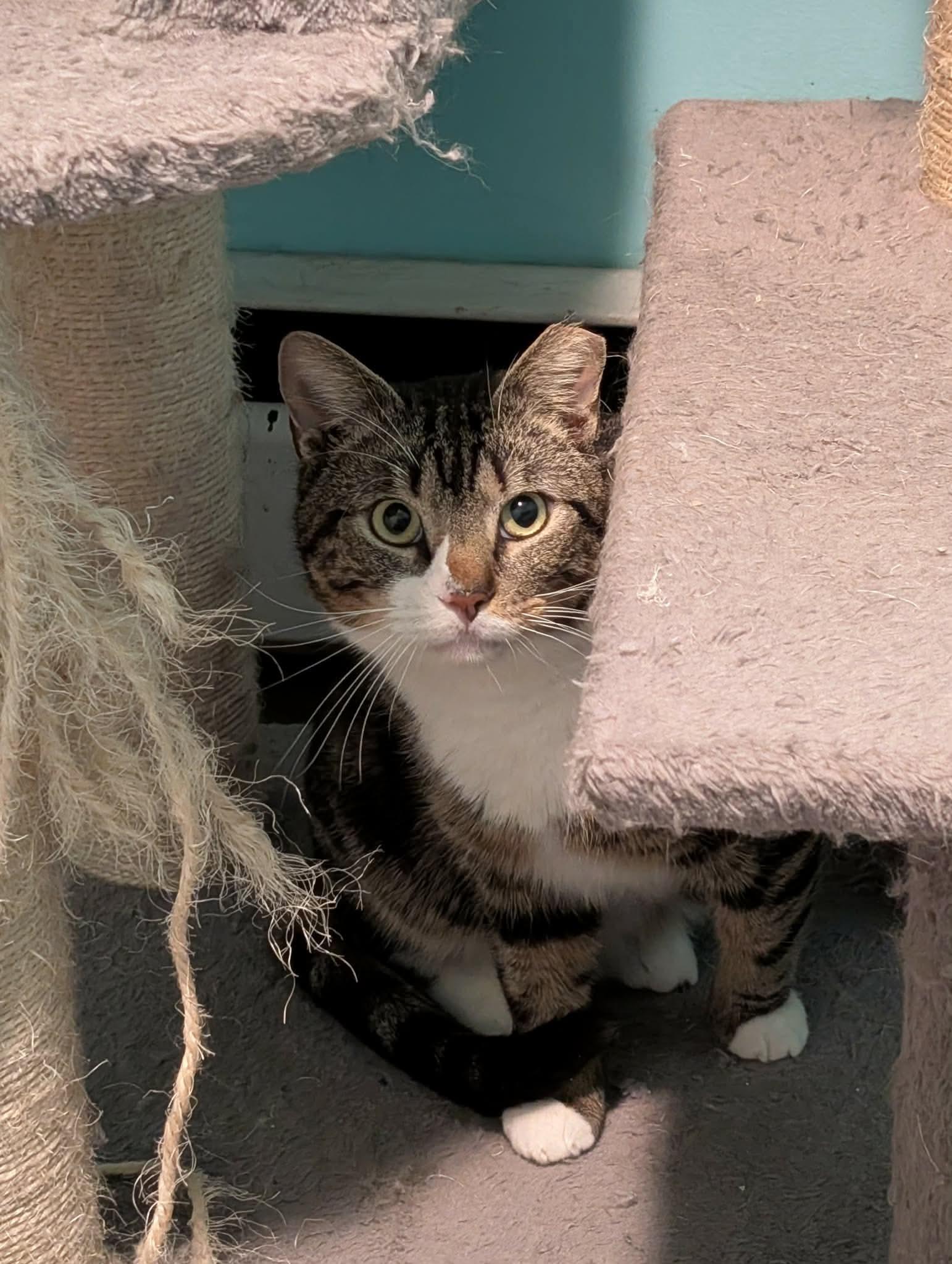 Enlarge Crowley, a ADOPTABLE Domestic Short Hair in Troy, NY image 4/6