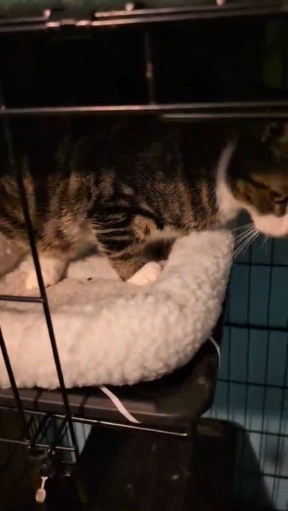Enlarge Crowley, a ADOPTABLE Domestic Short Hair in Troy, NY video 2/6