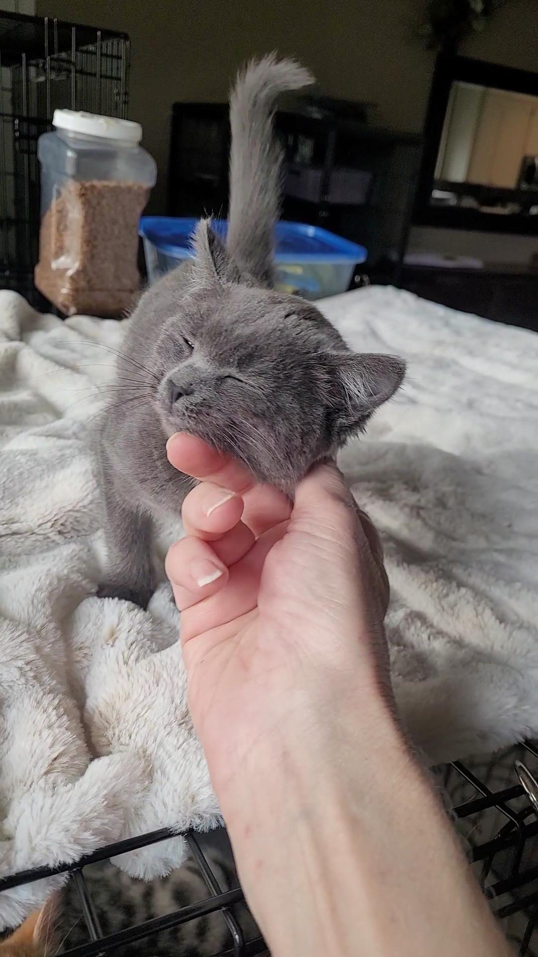 LUCI-ANA, an adopted mixed breed in Escalon, CA image 3/6