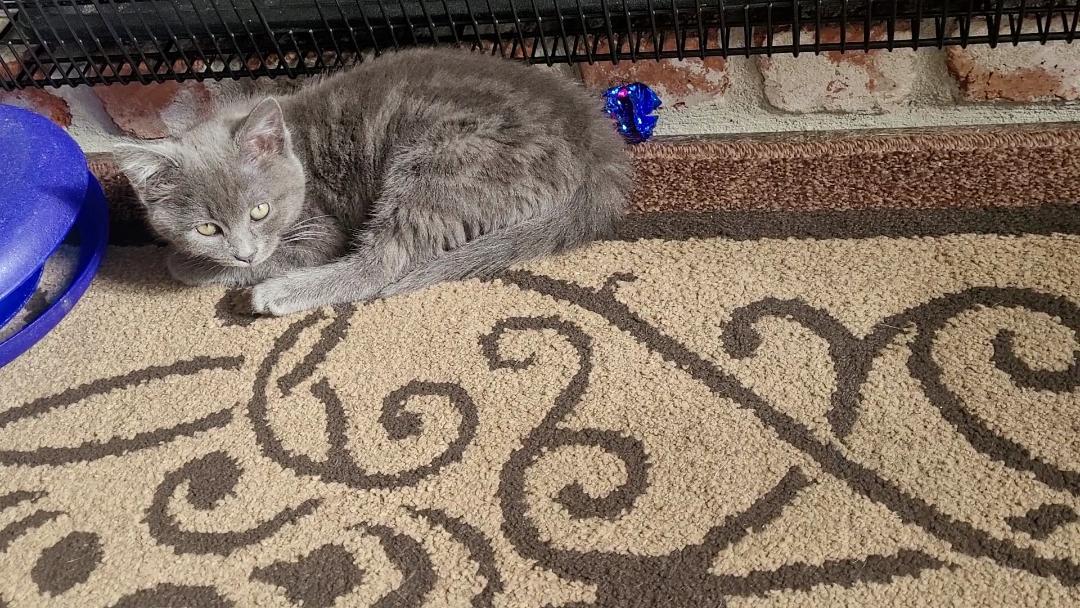 LUCI-ANA, an adopted mixed breed in Escalon, CA image 4/6