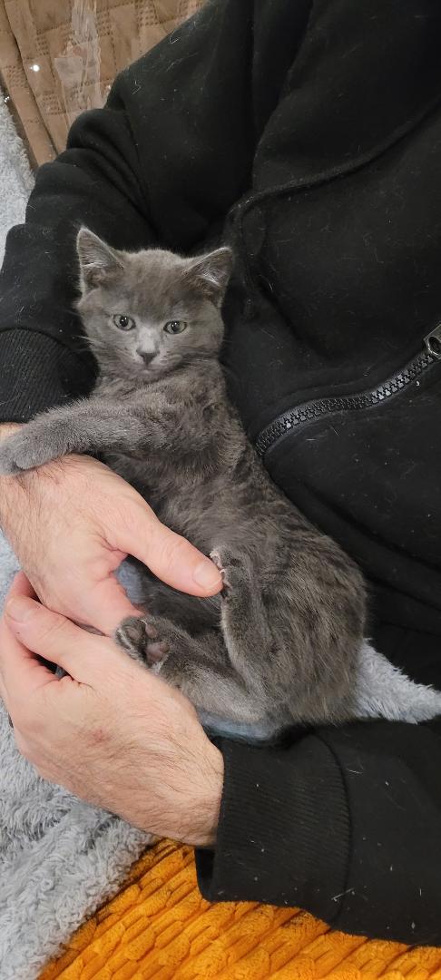 LUCI-ANA, an adopted mixed breed in Escalon, CA image 6/6