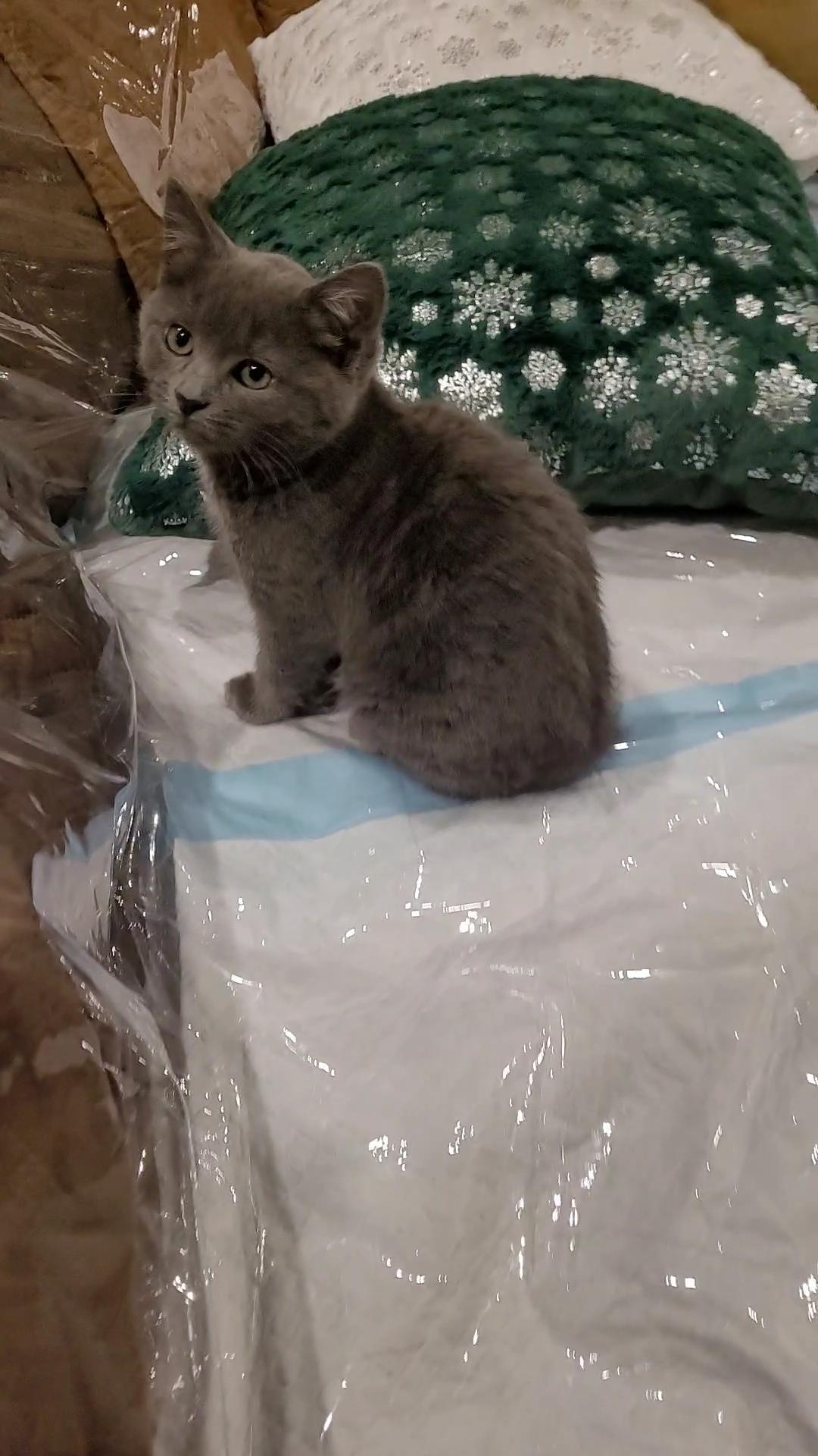 LUCI-ANA, an adopted mixed breed in Escalon, CA image 2/6