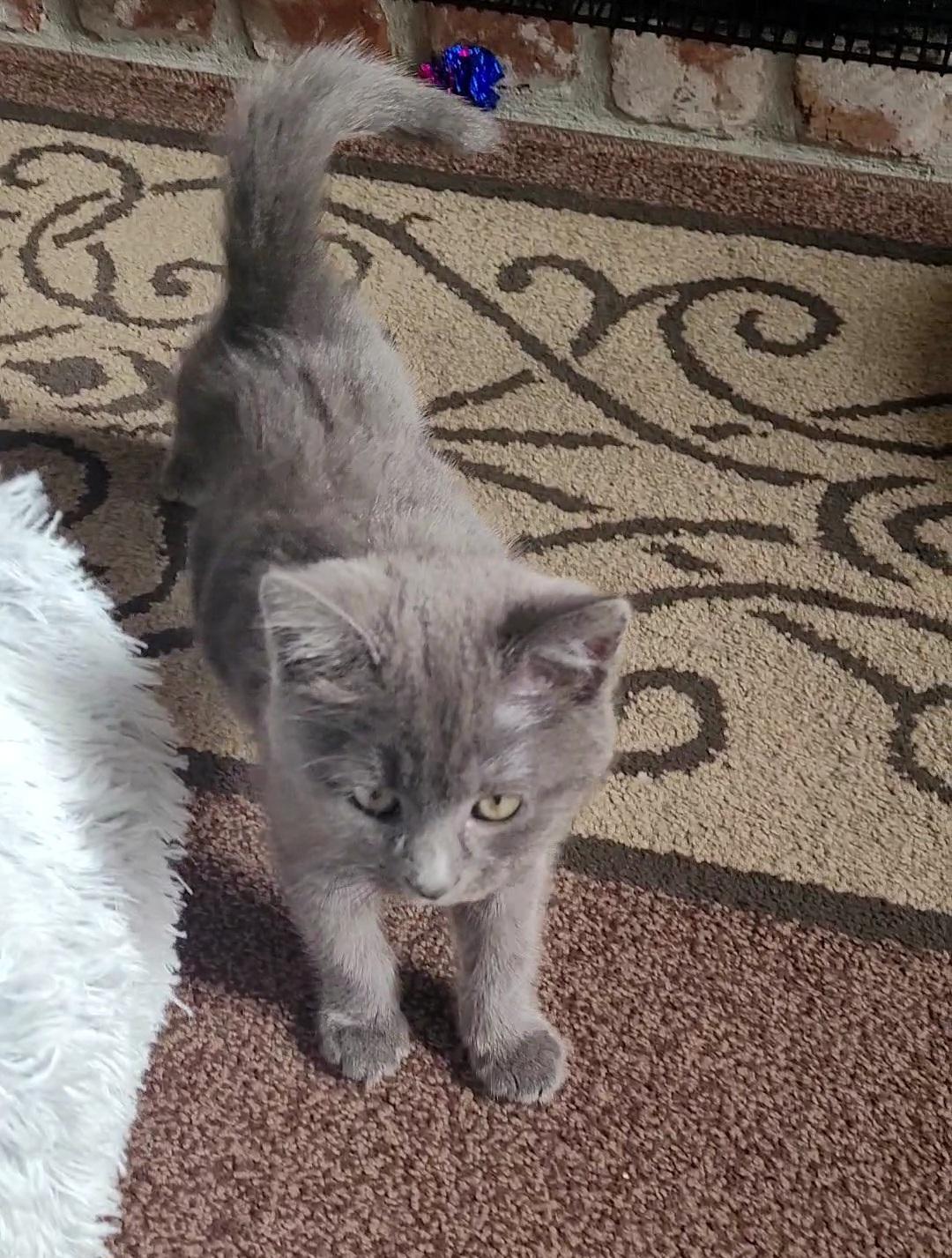 LUCI-ANA, an adopted mixed breed in Escalon, CA image 5/6