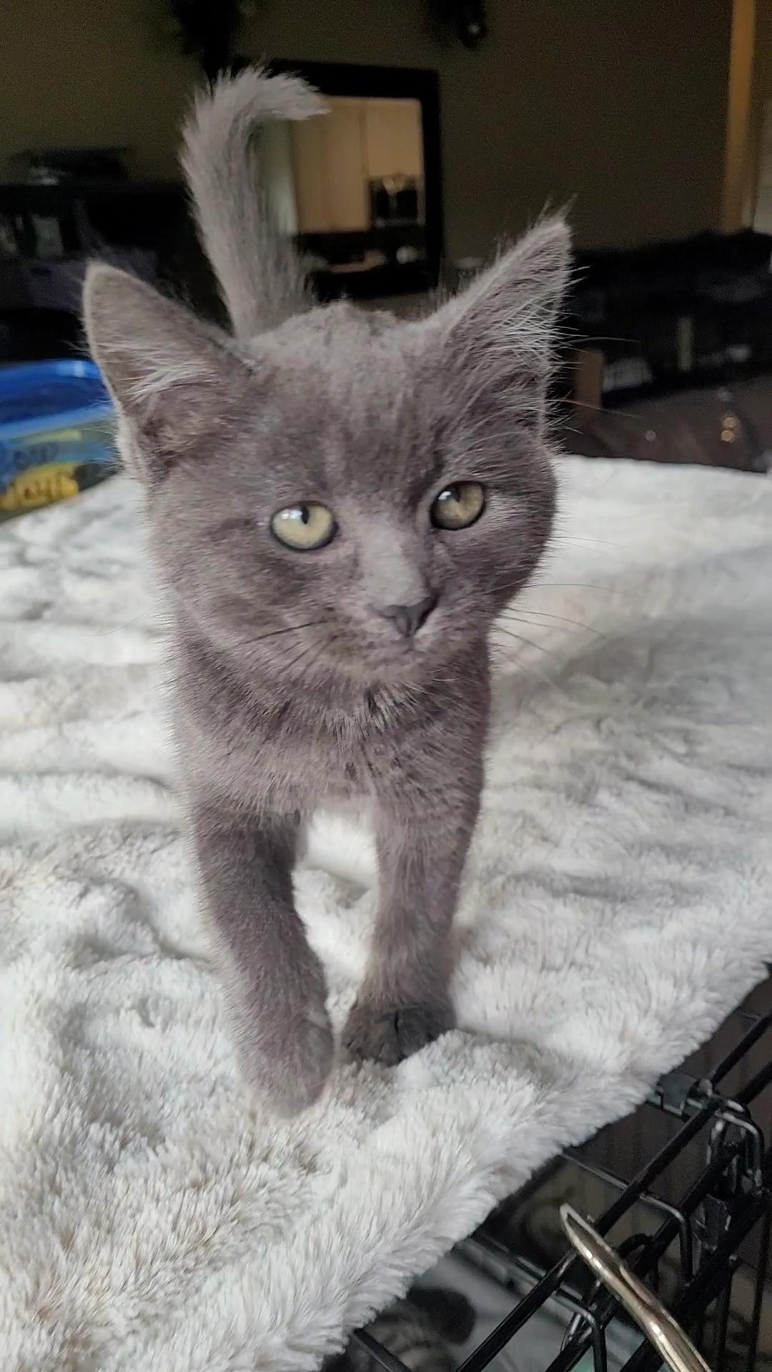 LUCI-ANA, an adopted mixed breed in Escalon, CA image 1/6