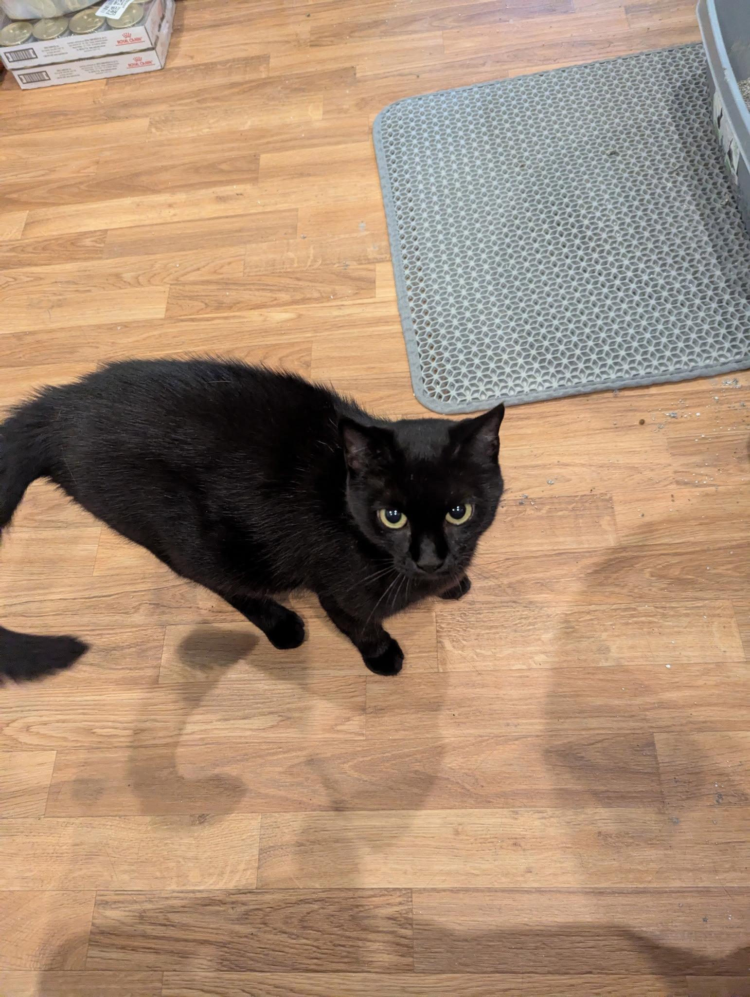 Chicky, Adoptable, Adult Female Domestic Medium Hair.
