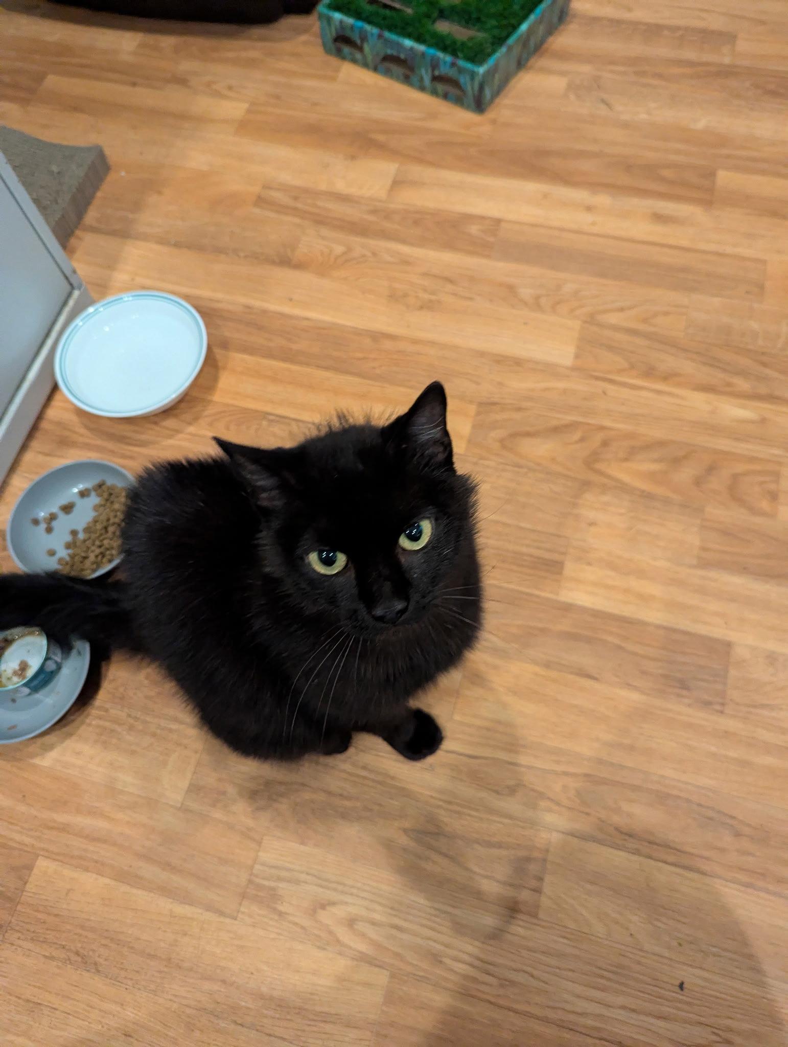 Enlarge Chicky, a Adoptable Domestic Medium Hair in East Derry, NH image 3/3