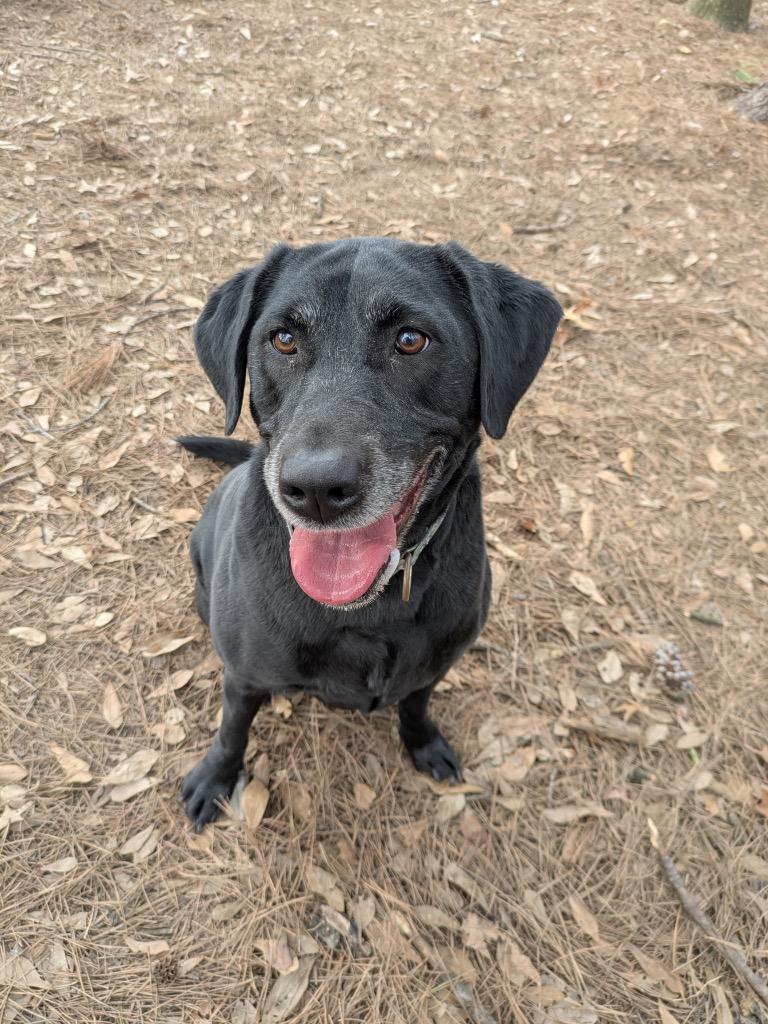 Enlarge Poppi, a Adoptable mixed breed in Little Rock, AR image 1/3