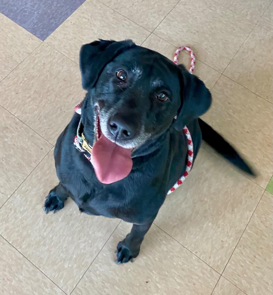 Poppi, Adoptable, Adult Female Labrador Retriever.