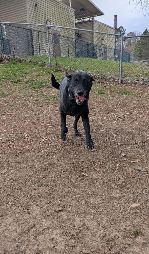 Enlarge Poppi, a Adoptable mixed breed in Little Rock, AR image 3/3
