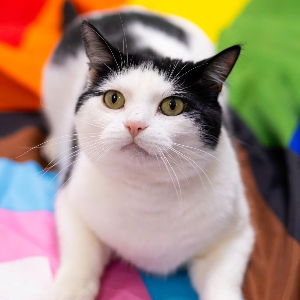 Ronitas, a Adoptable Domestic Short Hair in Newark, DE image 3/6