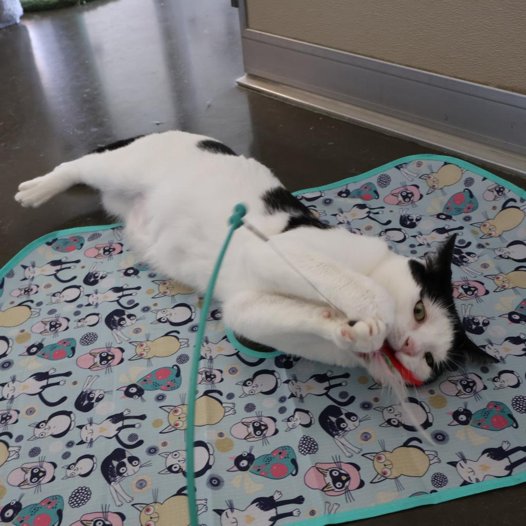 Enlarge Ronitas, a Adoptable Domestic Short Hair in Newark, DE image 5/6