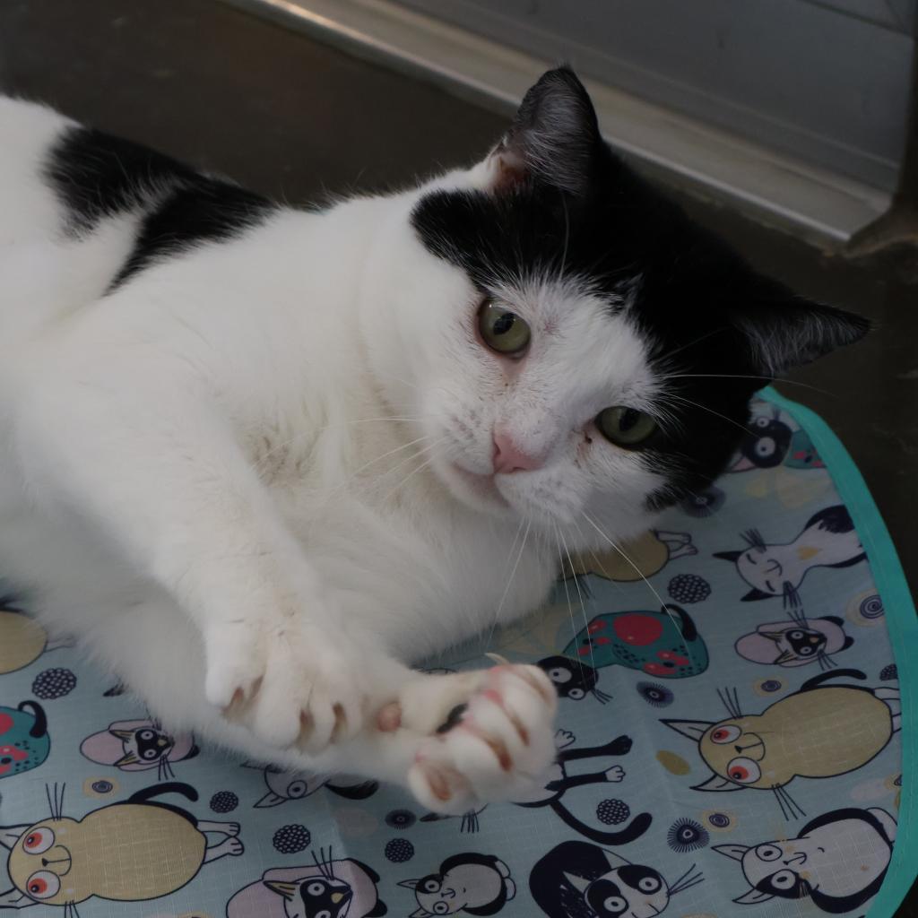 Enlarge Ronitas, a Adoptable Domestic Short Hair in Newark, DE image 6/6