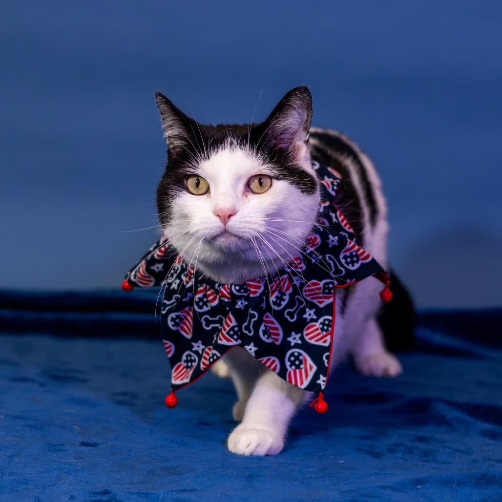 Enlarge Ronitas, a Adoptable Domestic Short Hair in Newark, DE image 6/6