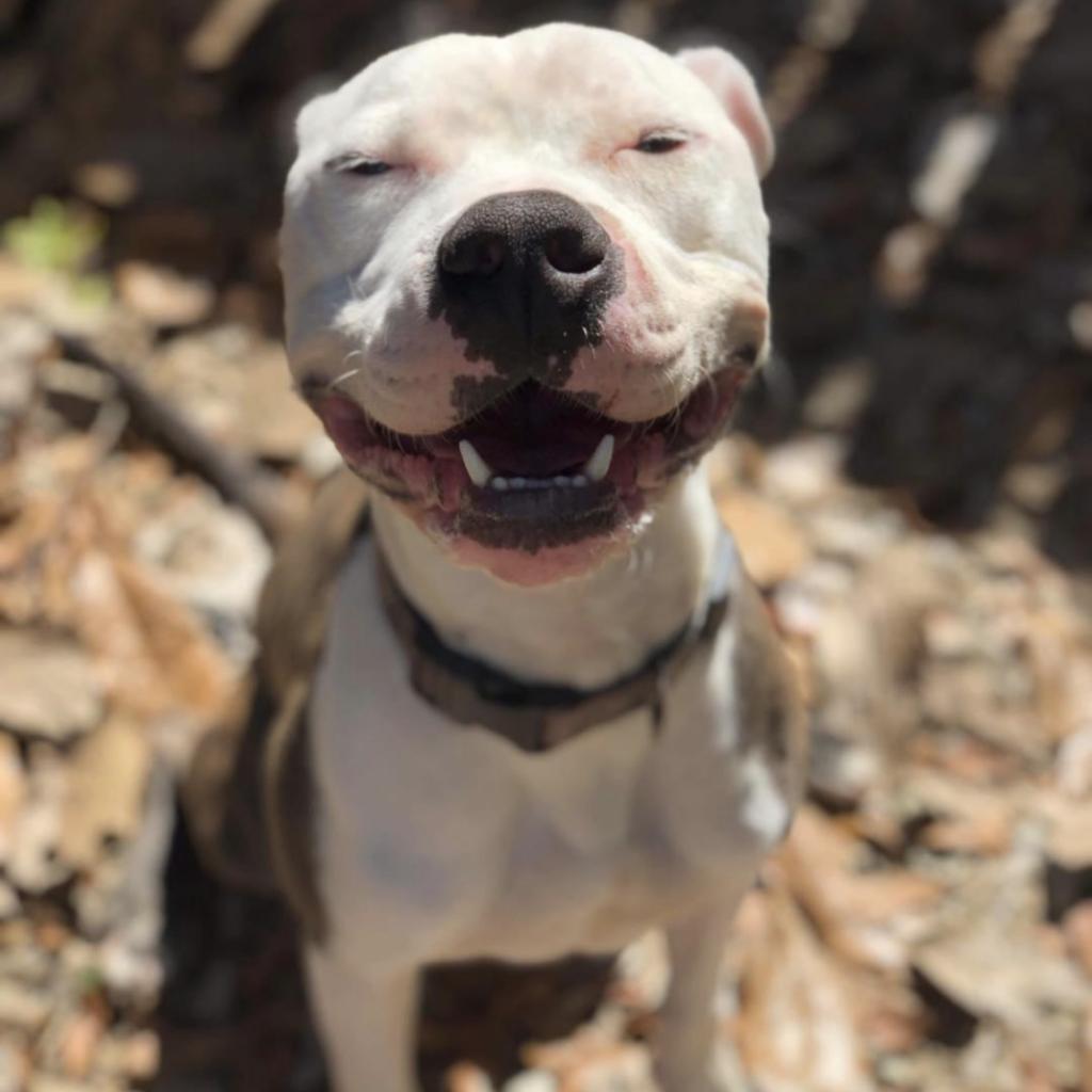 Enlarge Zoob, a Adoptable mixed breed in Laurel, MS image 2/6