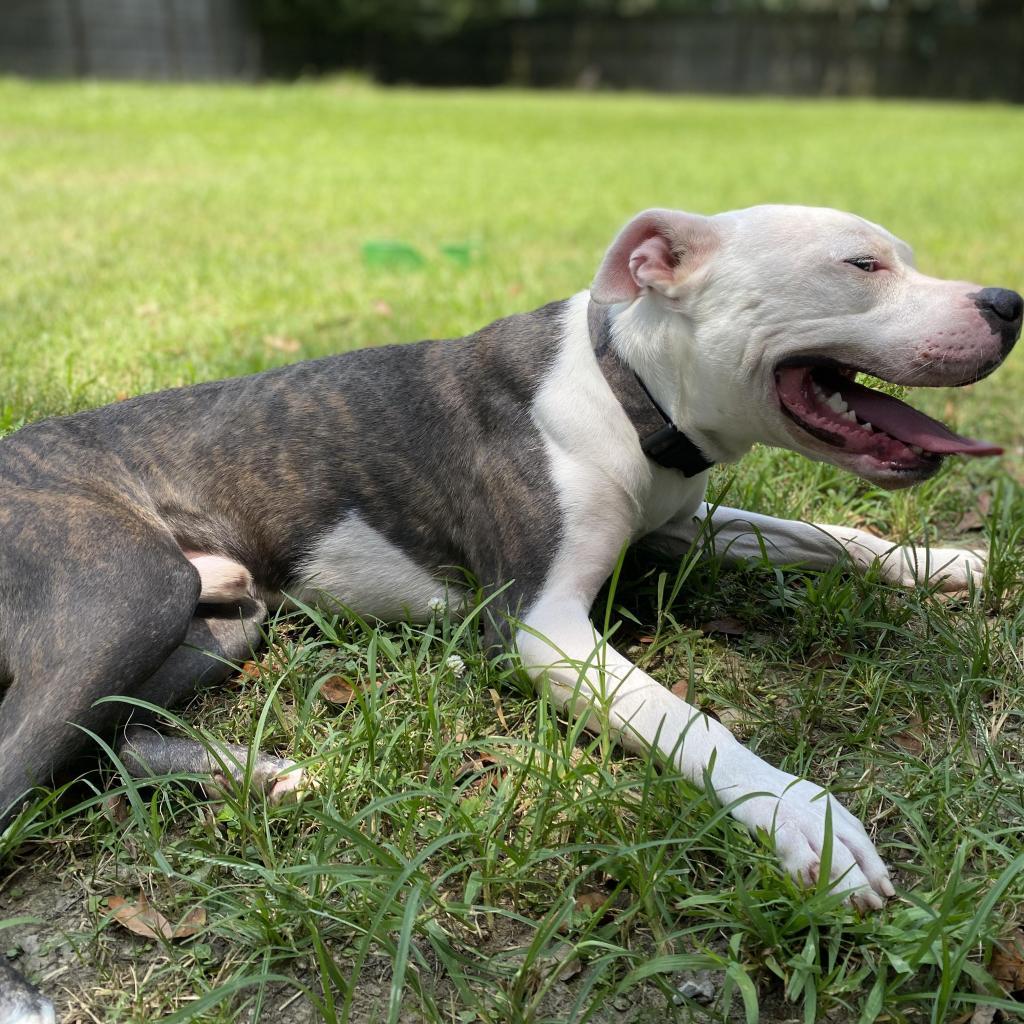 Enlarge Zoob, a Adoptable mixed breed in Laurel, MS image 6/6