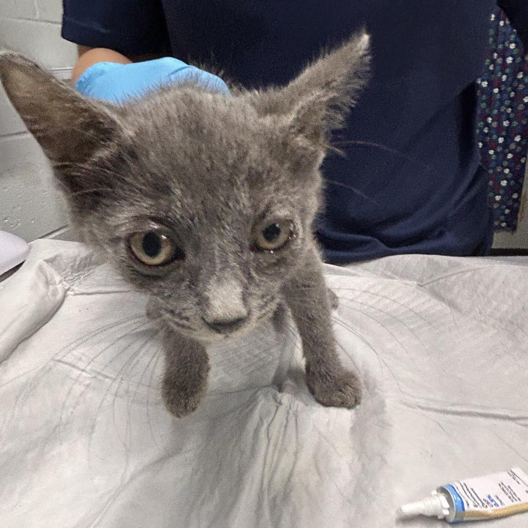 Sweet, Adoptable, Kitten Female Domestic Short Hair.