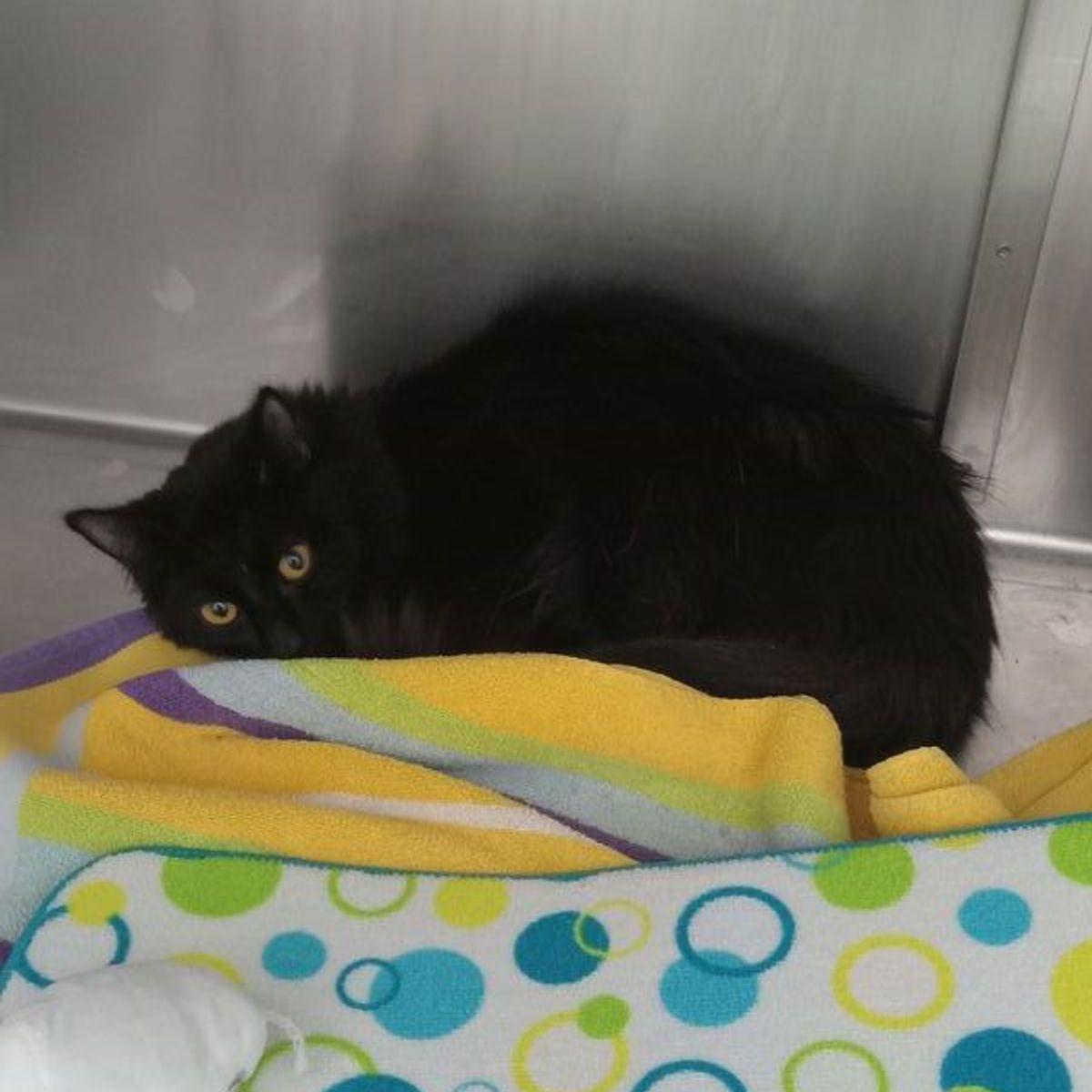 Jackson, Adoptable, Adult Male Domestic Medium Hair.