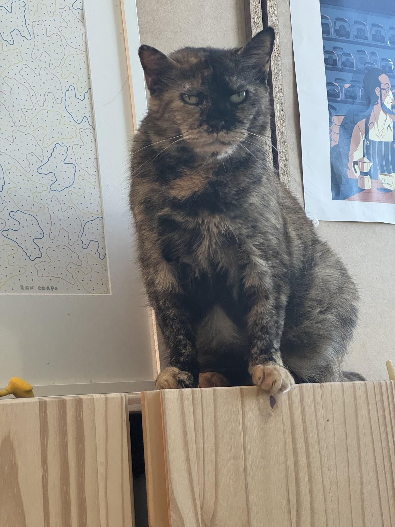 Sparkles, a Adoptable Domestic Short Hair in Brooklyn, NY image 4/6