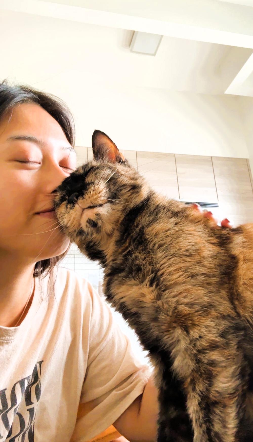 Sparkles, a Adoptable Domestic Short Hair in Brooklyn, NY image 2/6