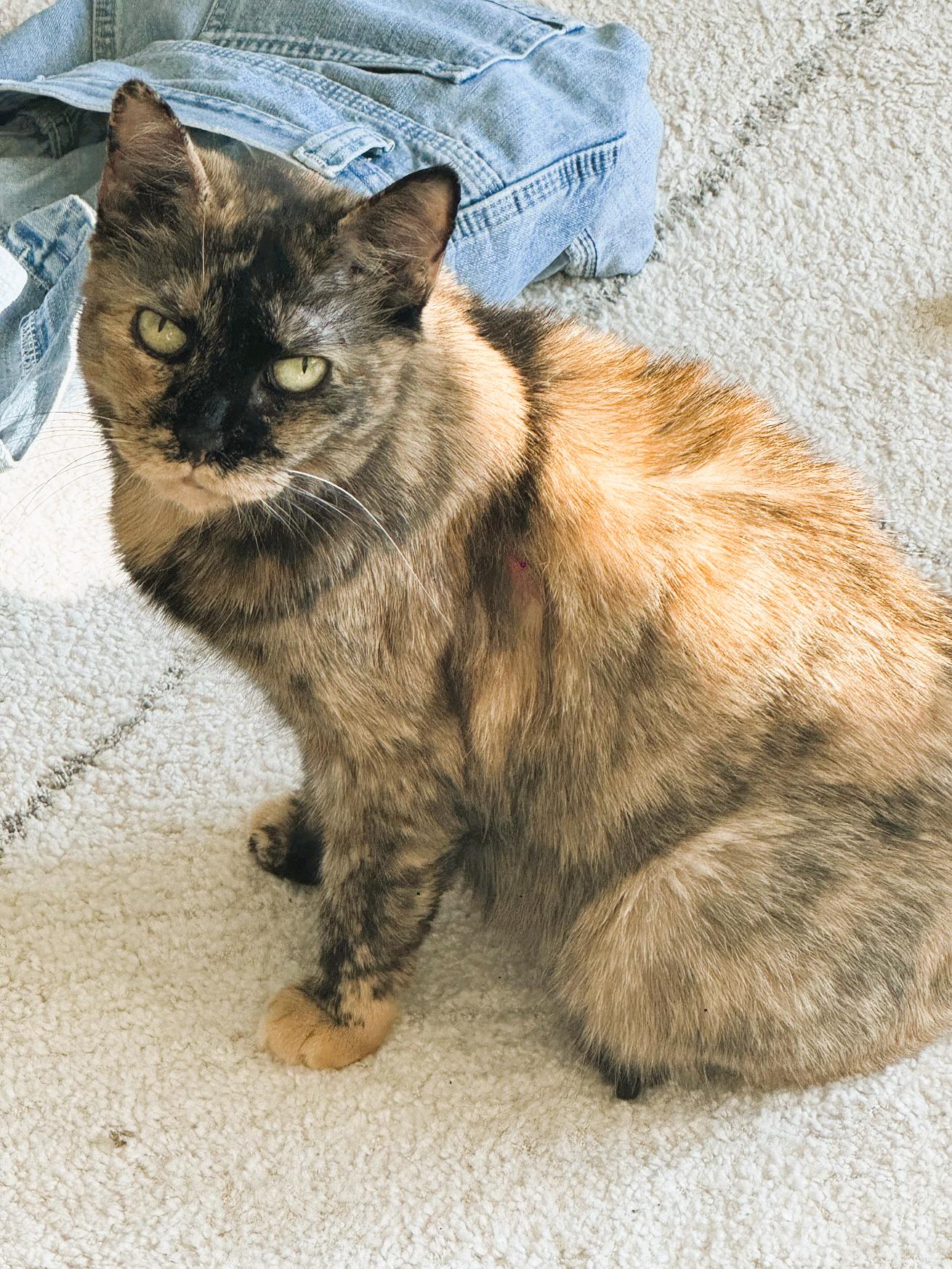 Sparkles, a Adoptable Domestic Short Hair in Brooklyn, NY image 1/6