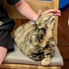 Sparkles, a Adoptable Domestic Short Hair in Brooklyn, NY image 5/6