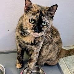 Sparkles, a Adoptable Domestic Short Hair in Brooklyn, NY image 6/6