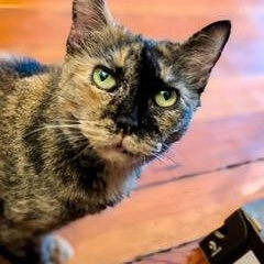 Sparkles, a Adoptable Domestic Short Hair in Brooklyn, NY image 3/6