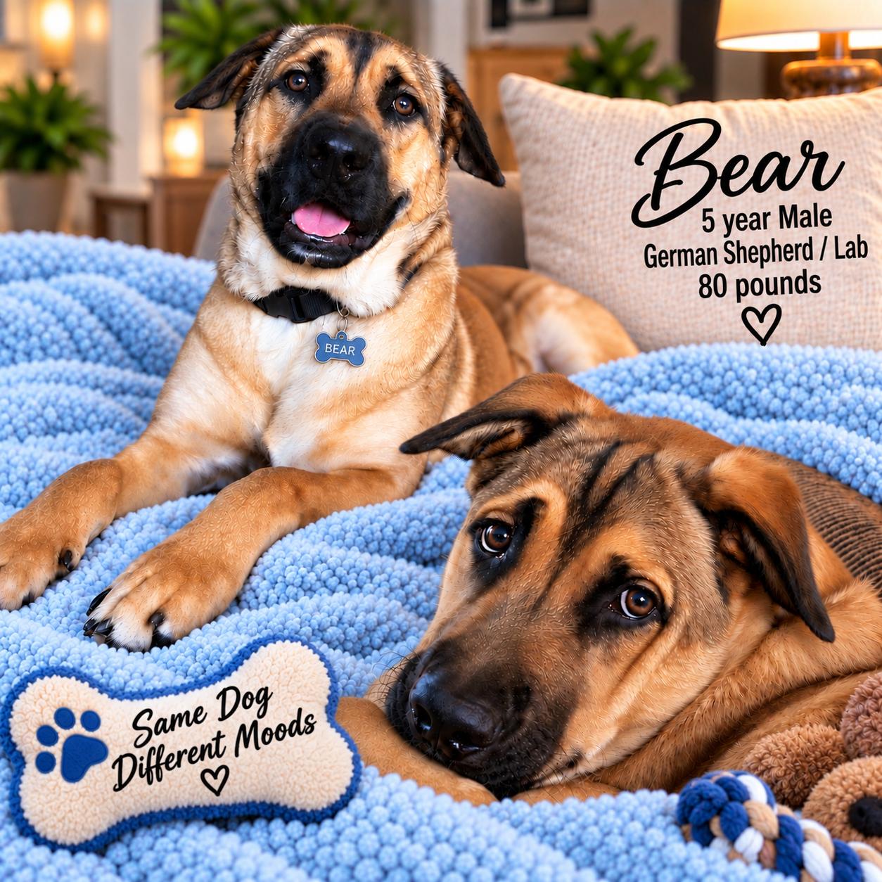 BEAR - 5 YEAR MALE GERMAN SHEPHERD/LABRADOR MIX 80 POUNDS, Adoptable, Adult Male German Shepherd Dog & Labrador Retriever.