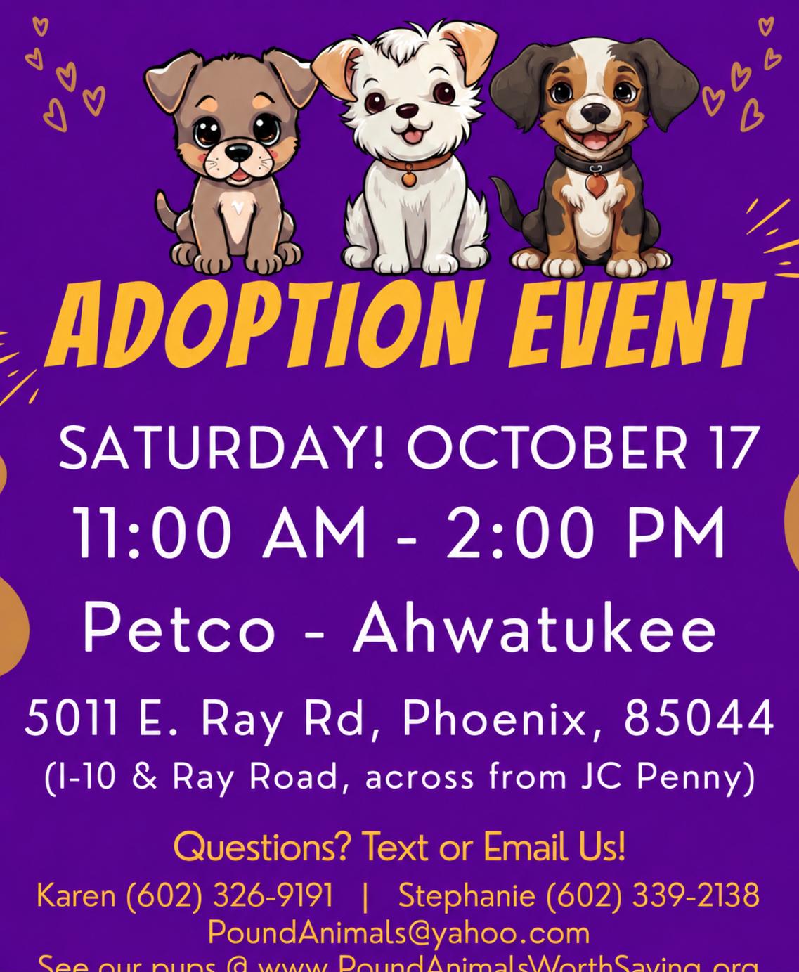 Enlarge BEAU - 5 YEAR MALE GERMAN SHEPHERD/LAB MIX 80 POUNDS - PETCO, 5011 E. RAY ROAD, PHX 85044 ON 10/17, a Adopted mixed breed in Mesa, AZ image 2/2