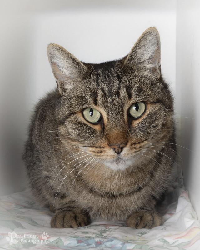 Enlarge Gojo, a Adoptable Domestic Short Hair in Maryville, TN image 1/1