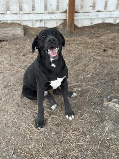 Enlarge Jersey, a Adoptable mixed breed in Moses Lake, WA image 1/3
