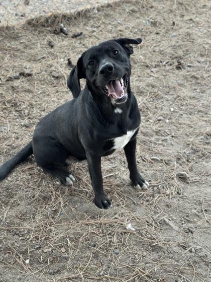 Enlarge Jersey, a Adoptable mixed breed in Moses Lake, WA image 2/3