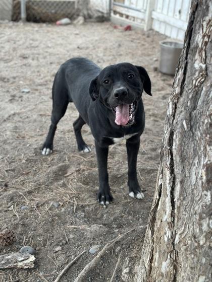 Enlarge Jersey, a Adoptable mixed breed in Moses Lake, WA image 3/3