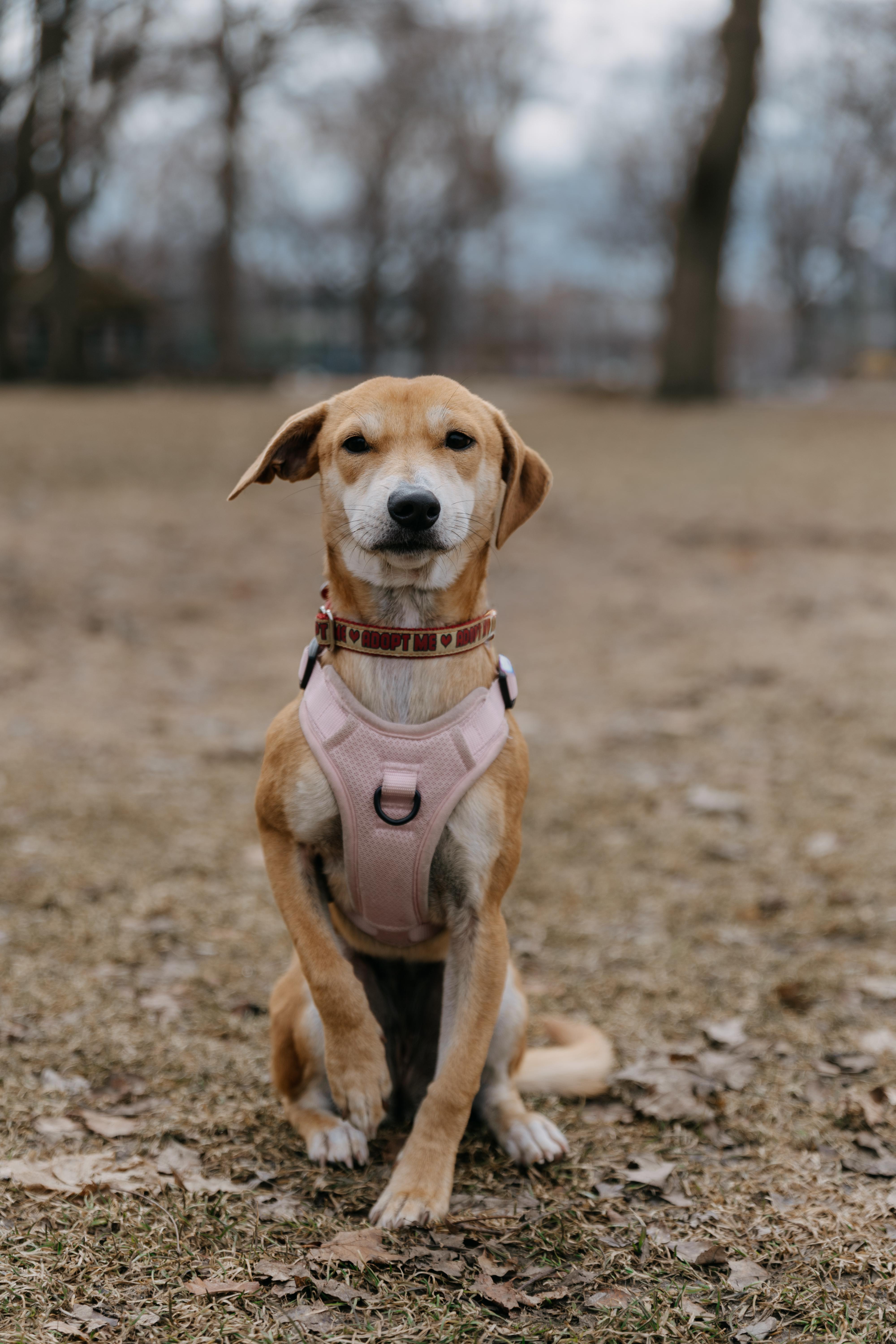 Enlarge Nugget, a Adoptable mixed breed in Mississauga, ON image 1/6