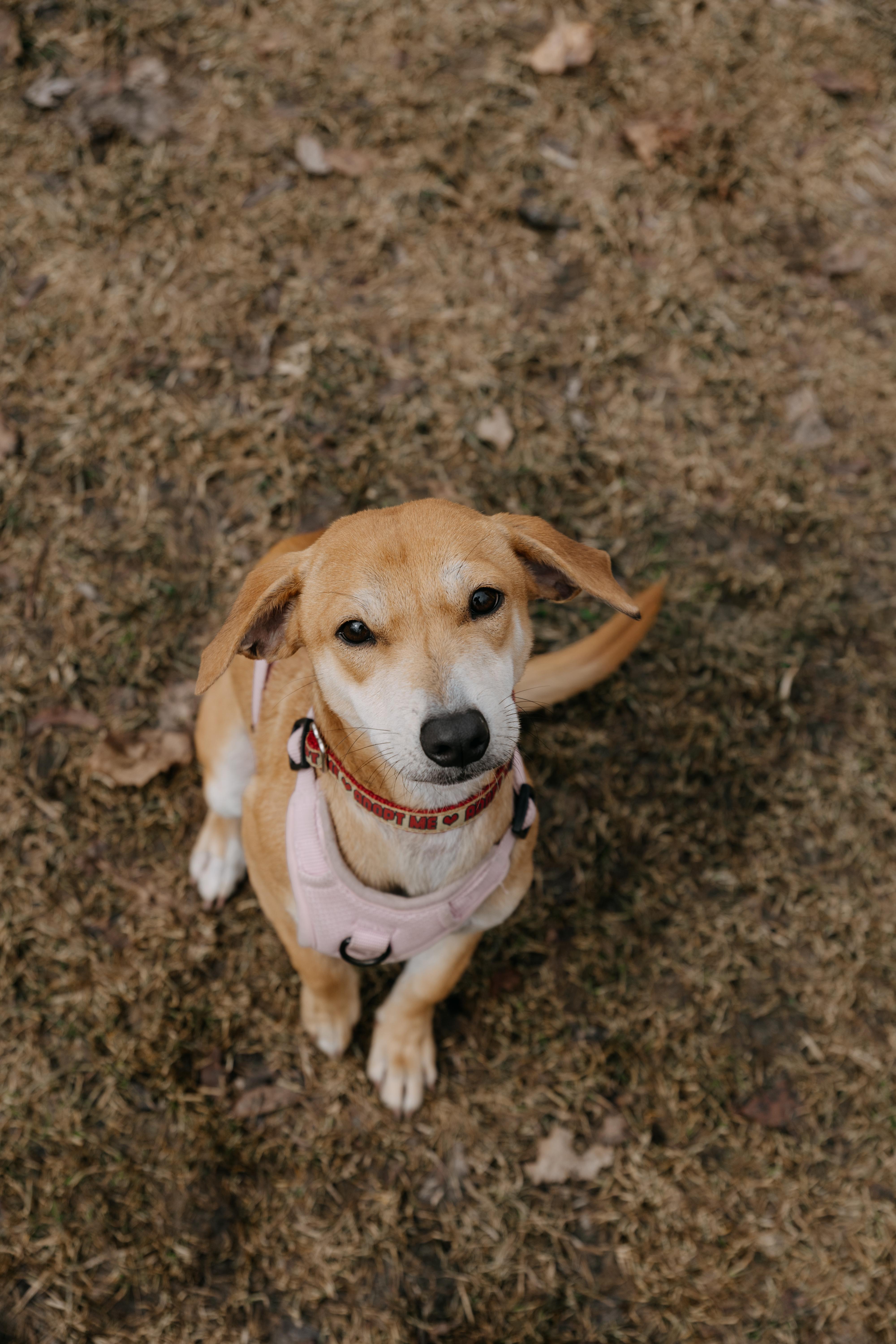 Enlarge Nugget, a Adoptable mixed breed in Mississauga, ON image 2/6