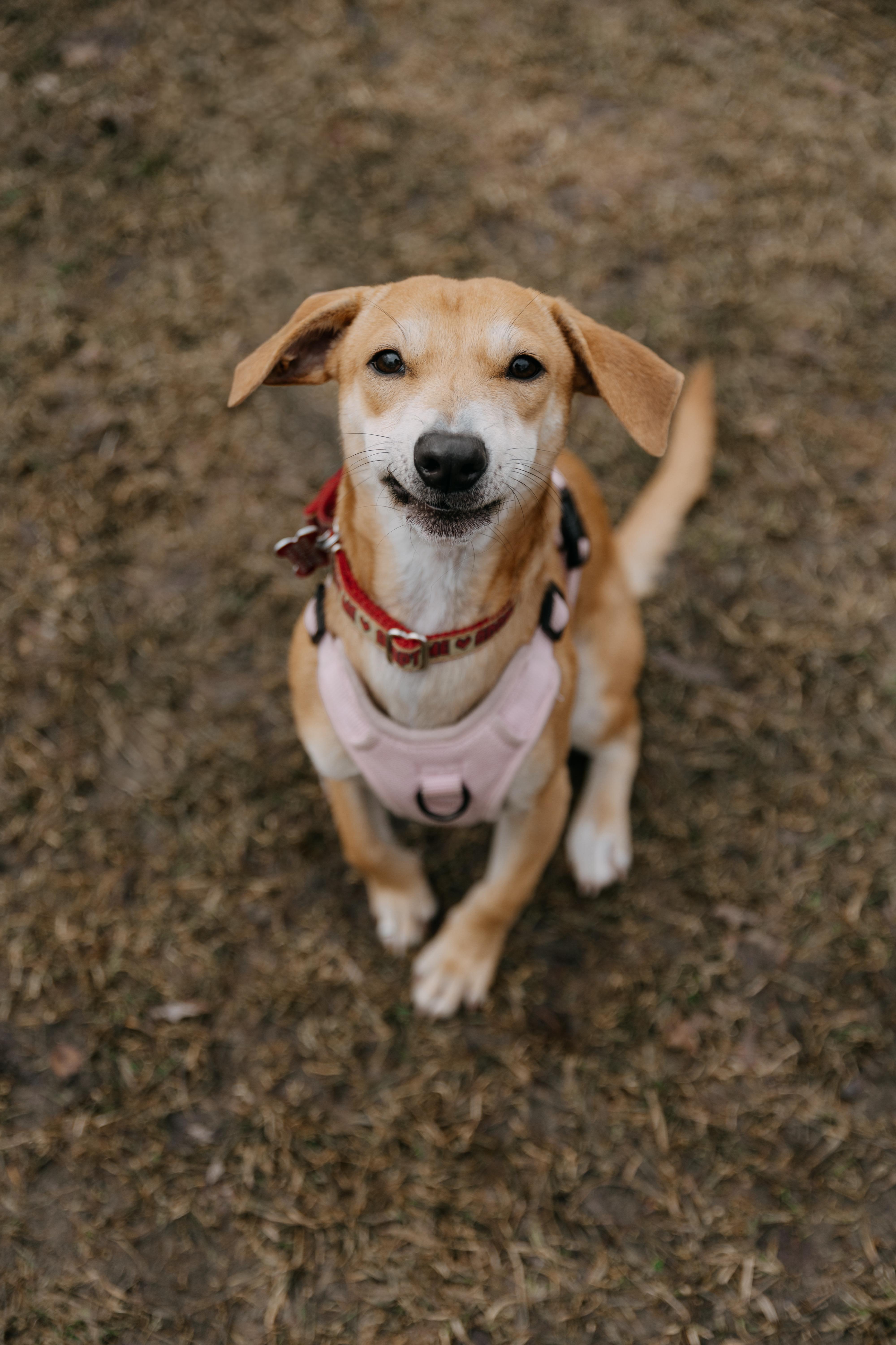 Enlarge Nugget, a Adoptable mixed breed in Mississauga, ON image 5/6