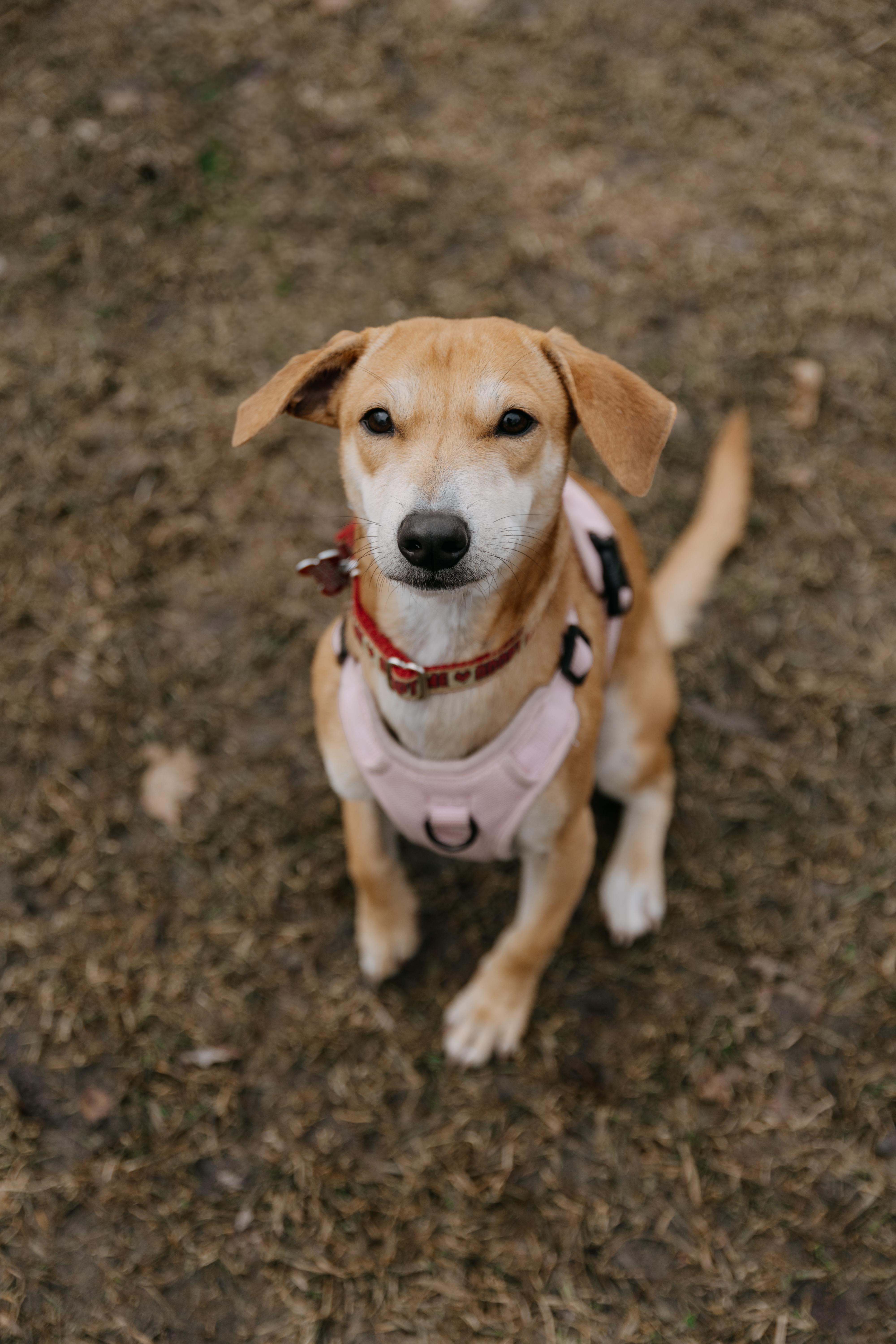 Enlarge Nugget, a Adoptable mixed breed in Mississauga, ON image 3/6