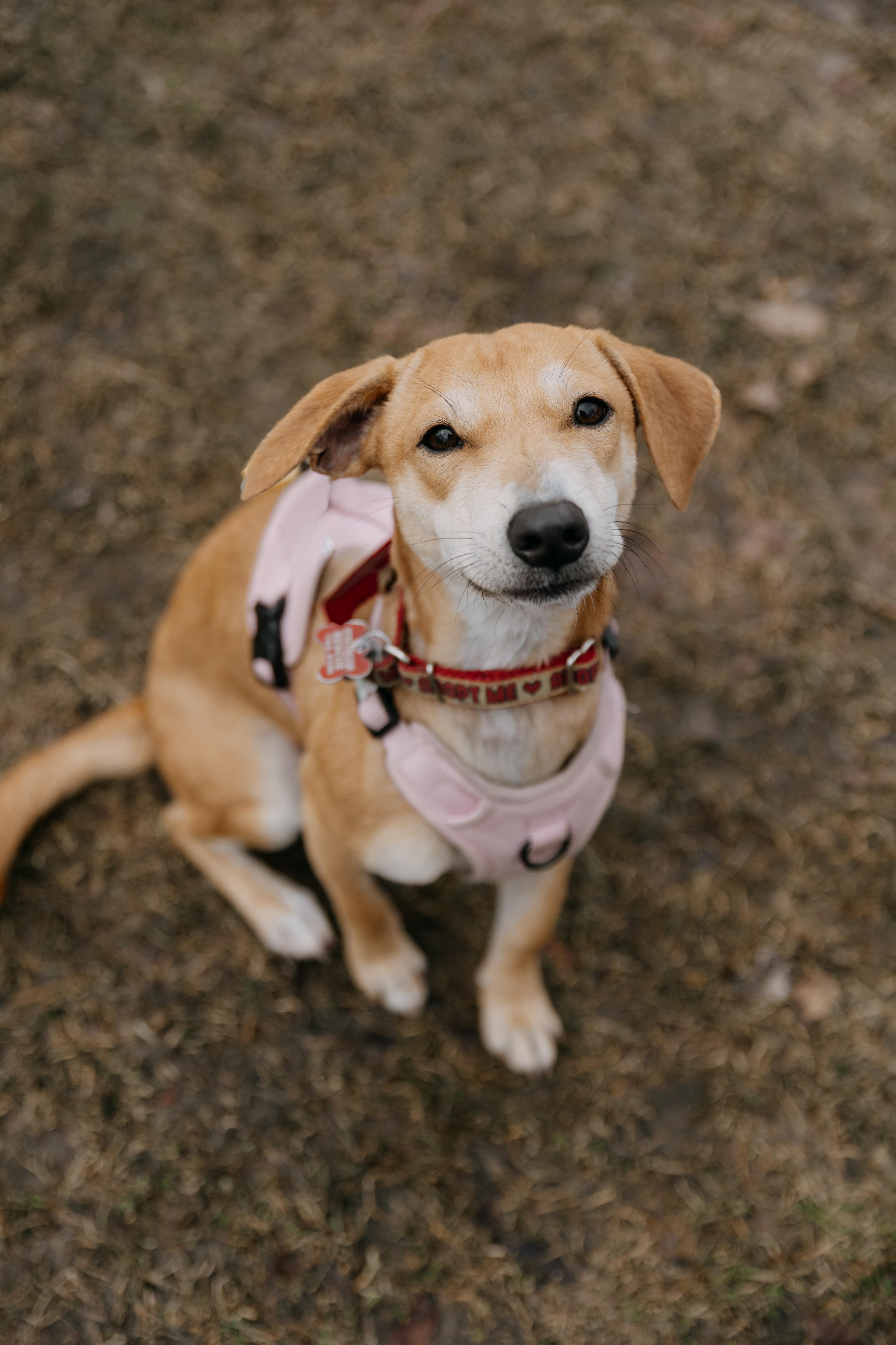 Enlarge Nugget, a Adoptable mixed breed in Mississauga, ON image 4/6