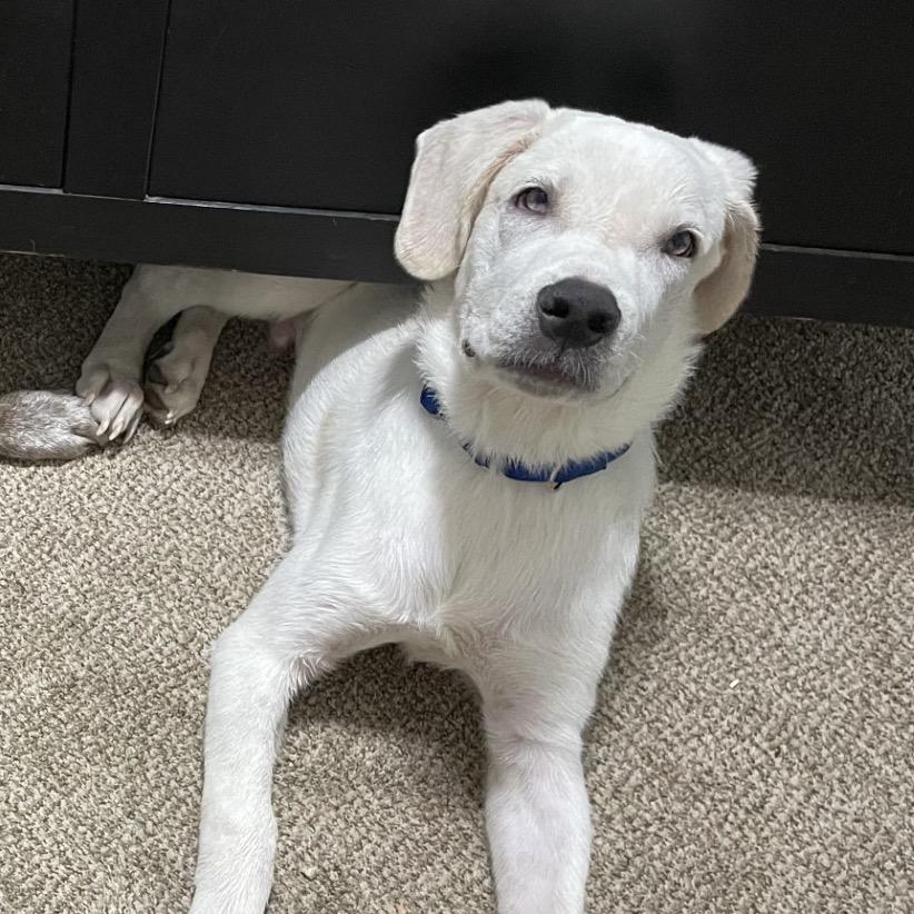 T Bone, Adoptable, Young Male Labrador Retriever.