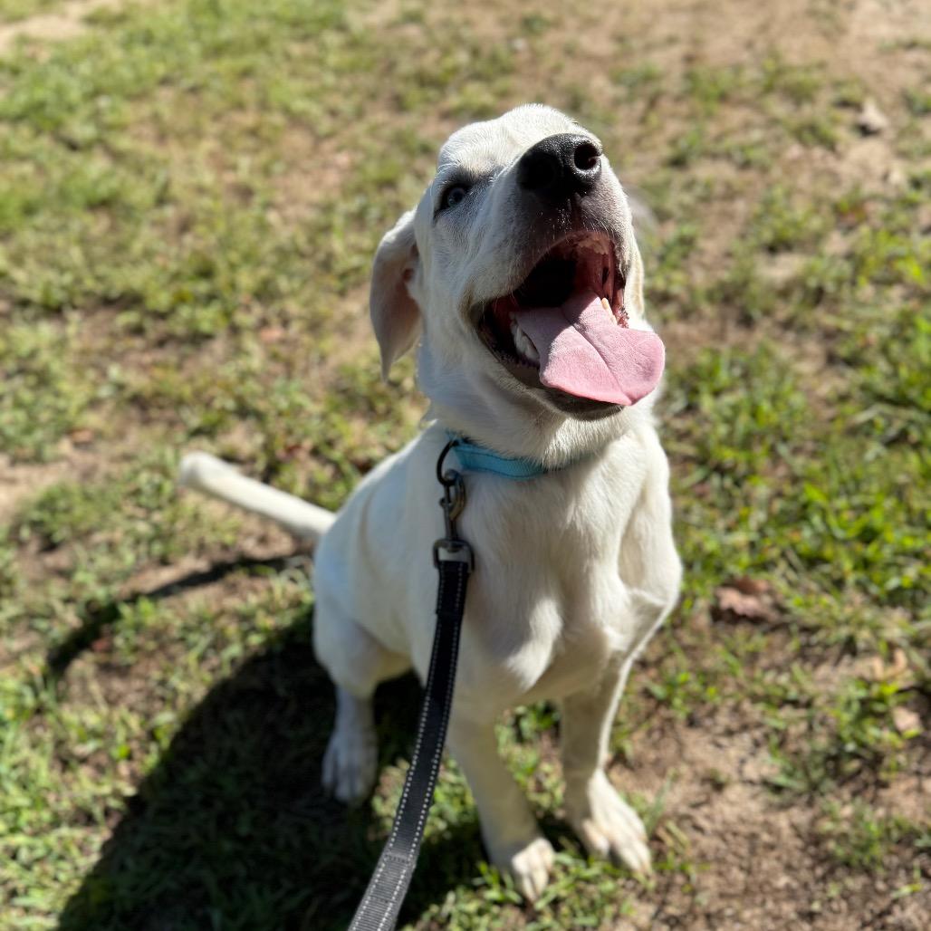 T Bone, a Adoptable mixed breed in Oxford, ME image 2/6