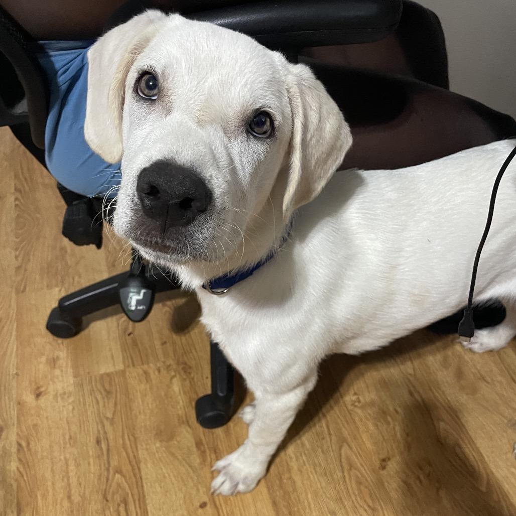 T Bone, a Adoptable mixed breed in Oxford, ME image 3/6