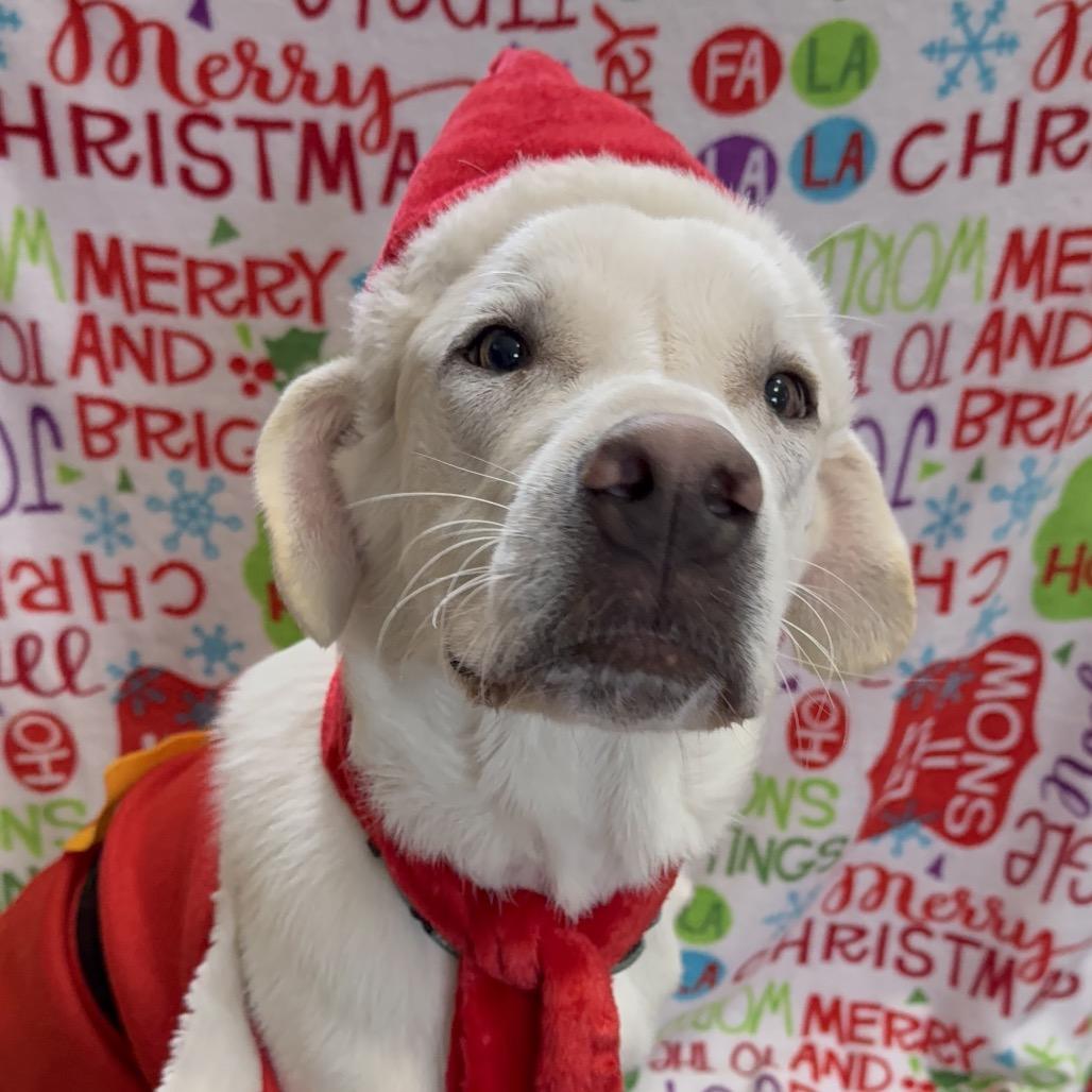 Enlarge T Bone, a Adoptable mixed breed in Oxford, ME image 4/6