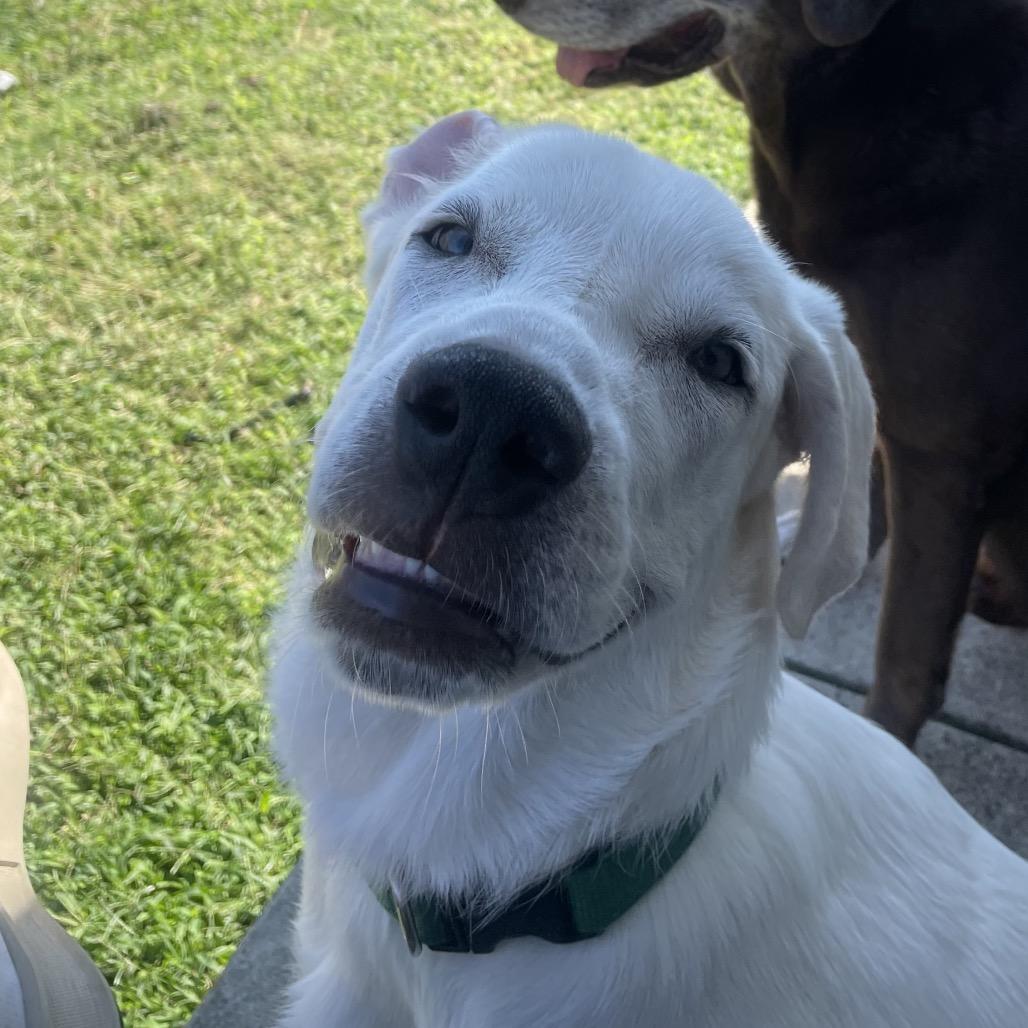 T Bone, a Adoptable mixed breed in Oxford, ME image 5/6