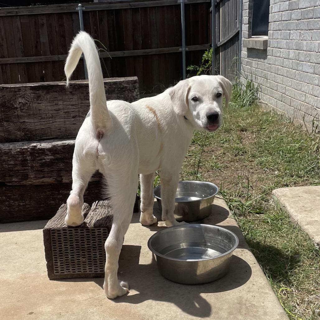 T Bone, a Adoptable mixed breed in Oxford, ME image 6/6