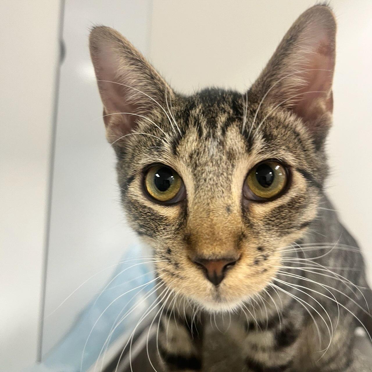 Enlarge Avon (ID 48986/3660), a Adoptable Domestic Short Hair in Manassas, VA image 2/2