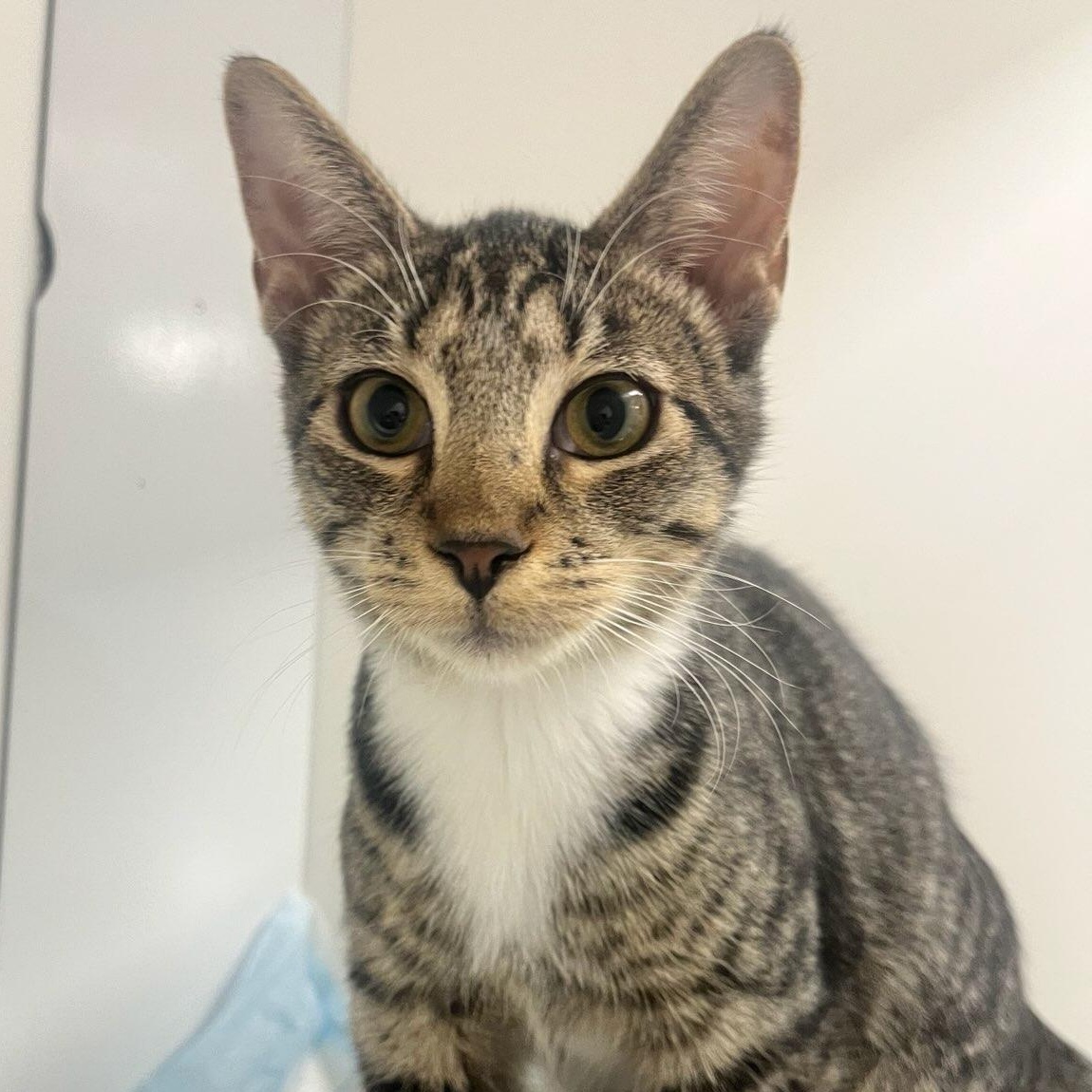 Avon (ID 48986/3660), Adoptable, Kitten Female Domestic Short Hair.