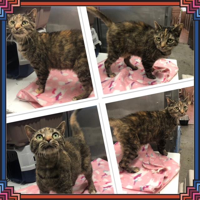 EMMY, ADOPTABLE, Adult Female Domestic Short Hair.